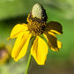 Rudbeckia columnifera, equinácea de pradera vertical, flor perenne nativa, más de 50 semillas