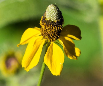 Upright Prairie Coneflower, Mexican Hat (Rudbeckia columnifera) - Native Perennial Flower - 50+ Seeds
