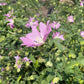 Hollyhock Mallow, Vervain Mallow (Malva alcea) - Perennial Flower - 30+ Seeds