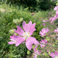 Hollyhock Mallow, Vervain Mallow (Malva alcea) - Perennial Flower - 30+ Seeds