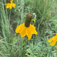 Rudbeckia columnifera, equinácea de pradera vertical, flor perenne nativa, más de 50 semillas