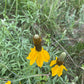 Rudbeckia columnifera, equinácea de pradera vertical, flor perenne nativa, más de 50 semillas