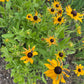 Black Eyed Susan (Rudbeckia hirta) - Biennial Wildflower - 40+ Seeds