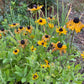 Black Eyed Susan (Rudbeckia hirta) - Biennial Wildflower - 40+ Seeds