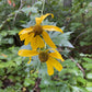 Cutleaf Coneflower (Rudbeckia laciniata) - Native Perennial Flower - 100+ Seeds