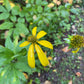 Cutleaf Coneflower (Rudbeckia laciniata) - Native Perennial Flower - 100+ Seeds