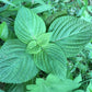 Korean Perilla, Beefsteak Plant (Perilla frutescens) - Annual Herb - 50+ Seeds