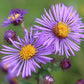 Aster de Nueva Inglaterra (Symphyotrichum novae-angliae) - Flor perenne nativa - Más de 100 semillas