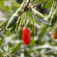 Semillas de bayas de Goji (Lycium barbarum) - Perenne - Zona 3 - Más de 30 semillas