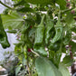 Pepperoncini Pepper - Pepper Seeds - Heirloom Mild Hot Pepper - 10+ Seeds