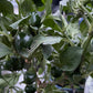 Sweet Cherry Pimento Pepper - Pepper Seeds - Heirloom Sweet Pepper - 10+ Seeds