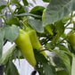 Sweet Banana Pepper - Pepper Seeds - Heirloom Sweet Pepper - 10+ Seeds