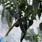 Pasilla Bajio Pepper - Pepper Seeds - Heirloom Hot Pepper - 10+ Seeds