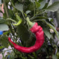 Jimmy Nardello Pepper - Pepper Seeds - Heirloom Sweet Pepper - 10+ Seeds