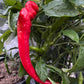Jimmy Nardello Pepper - Pepper Seeds - Heirloom Sweet Pepper - 10+ Seeds