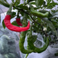 Fushimi - Graines de poivre - Piment doux japonais héritage - 10+ graines
