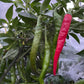 Fushimi - Graines de poivre - Piment doux japonais héritage - 10+ graines