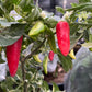 Fish - Pepper Seeds - Heirloom Hot Pepper - 10+ Seeds