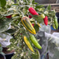 Fish - Pepper Seeds - Heirloom Hot Pepper - 10+ Seeds