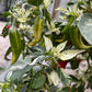 Fish - Pepper Seeds - Heirloom Hot Pepper - 10+ Seeds