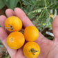 Garden Peach - Tomato Seeds - Heirloom Tomato - 25+ Seeds