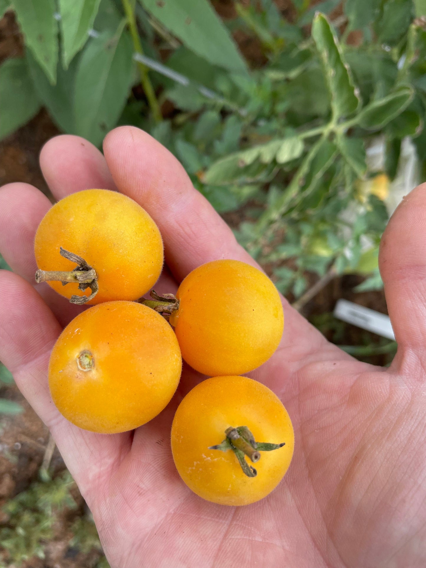 Melocotón de jardín - Semillas de tomate - Tomate reliquia - Más de 25 semillas