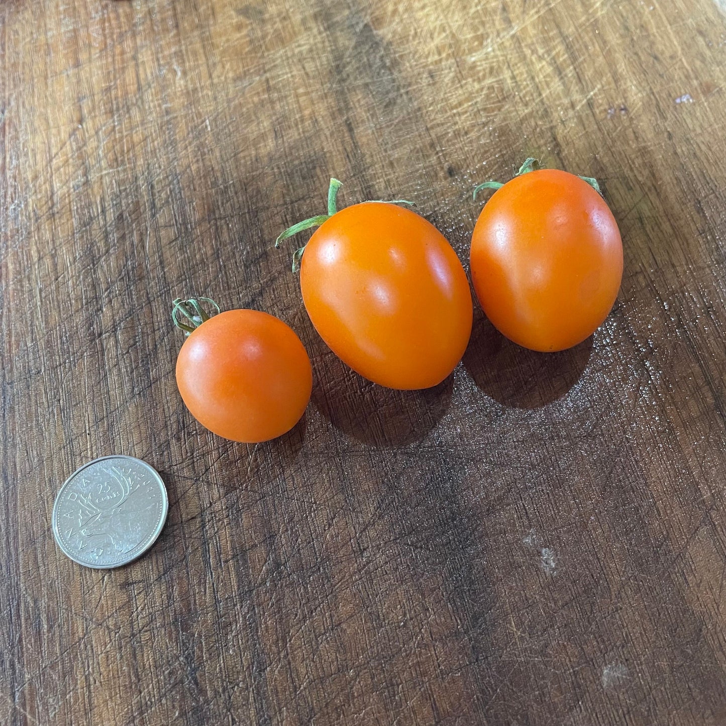 Sun Sugar XL - Tomato Seeds  - 25+ Seeds