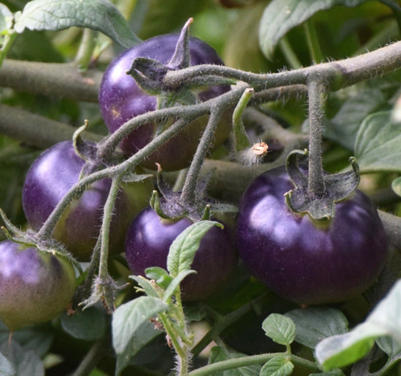 Blueberry - Tomato Seeds - Heirloom Tomato - 25+ Seeds – Oak Summit Nursery