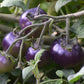 Graines de myrtilles et de tomates - Tomates anciennes - 25+ graines