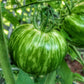 Green Zebra - Tomato Seeds - Heirloom Tomato - 25+ Seeds