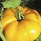 Dixie Golden Giant - Tomato Seeds - Heirloom Tomato - 25+ Seeds