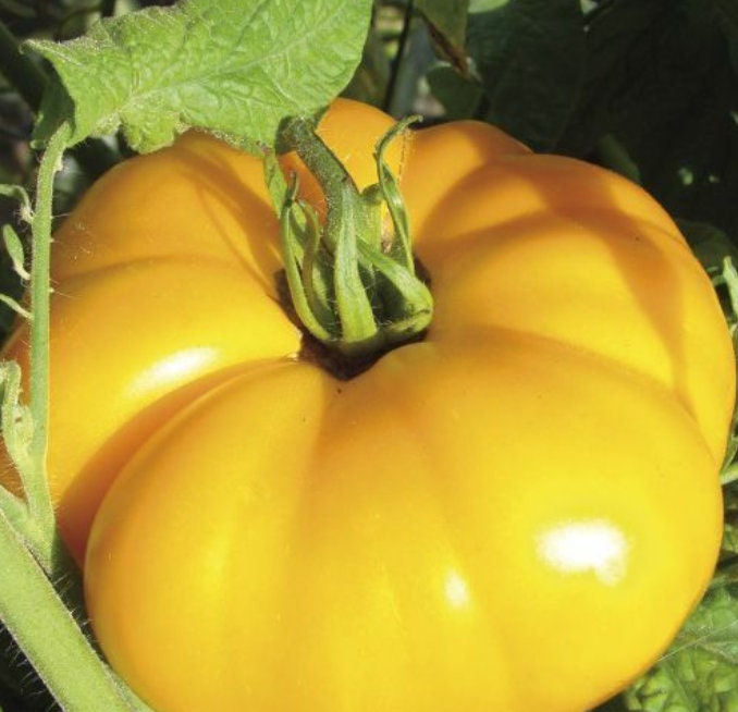 Dixie Golden Giant - Semillas de tomate - Tomate reliquia - Más de 25 semillas