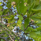 Northern Bayberry Seeds (Myrica pensylvanica) - Zone 3 - 30+ Seeds
