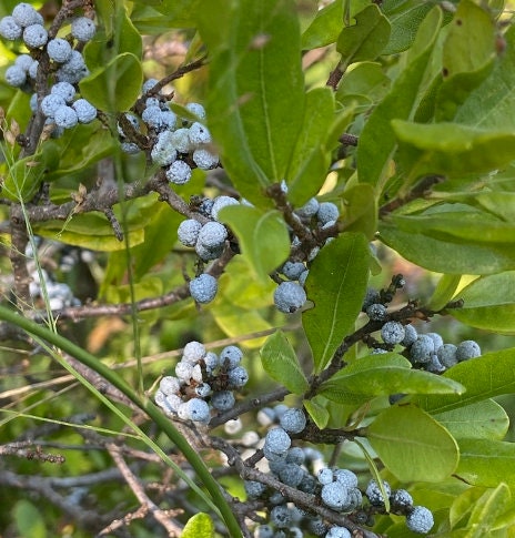 Semillas de Bayberry del Norte (Myrica pensylvanica) - Zona 3 - Más de 30 semillas