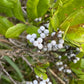 Northern Bayberry Seeds (Myrica pensylvanica) - Zone 3 - 30+ Seeds