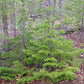 Siberian Fir Seeds (Abies sibirica) - Zone 1-2 - 30+ Seeds