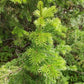 Siberian Fir Seeds (Abies sibirica) - Zone 1-2 - 30+ Seeds