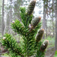 Siberian Fir Seeds (Abies sibirica) - Zone 1-2 - 30+ Seeds
