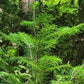 Siberian Fir Seeds (Abies sibirica) - Zone 1-2 - 30+ Seeds