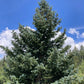 Blue Spruce Seeds (Picea pungens) - Zone 3 - 50+ Seeds