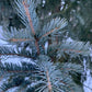 Blue Spruce Seeds (Picea pungens) - Zone 3 - 50+ Seeds