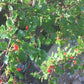 Semillas de grosella de cera (Ribes cereum) - Zona 3 - Más de 200 semillas