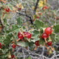Semillas de grosella de cera (Ribes cereum) - Zona 3 - Más de 200 semillas