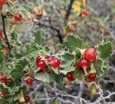 Wax Currant Seeds (Ribes cereum) - Zone 3 - 200+ Seeds