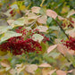 Linden Viburnum Seeds (Viburnum dilatatum) - Zone 5 - 40+ Seeds