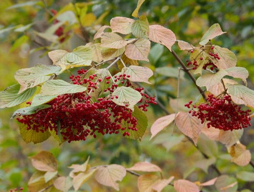 Semillas de Viburnum dilatatum
