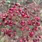 Linden Viburnum Seeds (Viburnum dilatatum) - Zone 5 - 40+ Seeds