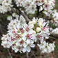 Callery Pear Seeds (Pyrus calleryana) - Zone 4-5 - 30+ Seeds