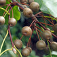 Callery Pear Seeds (Pyrus calleryana) - Zone 4-5 - 30+ Seeds
