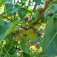 Callery Pear Seeds (Pyrus calleryana) - Zone 4-5 - 30+ Seeds